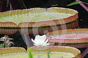 Duke Garden Lily Pads