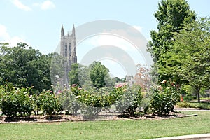 Duke university