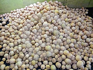 Duku fruit, sweet duku, typical Palembang duku fruit photo