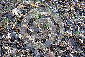 Dull brown fallen leaves in the grass in autumn