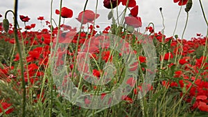 Dull day red poppies field