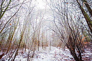 Dull and depressive winter forest landscape