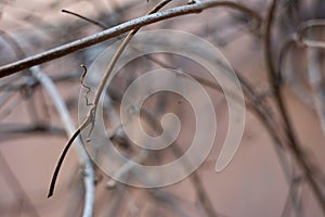 Dull, dry climbing plant