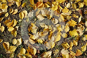 Dull grass covered with yellow fallen leaves of apricot