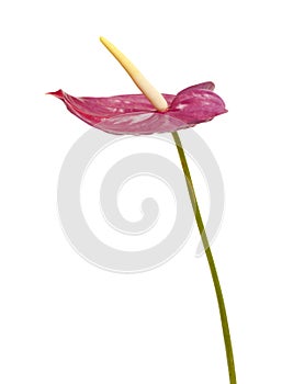 Dull magenta Anthurium