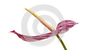 Dull magenta Anthurium