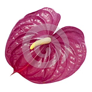 Dull magenta Anthurium