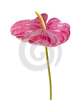 Dull magenta Anthurium