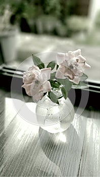 Dull white with faded black, rose in a clear bottle