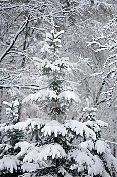 Dull winter mountain forest