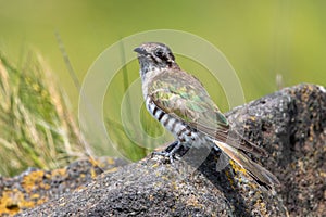 Horsfield`s Bronze Cuckoo in Australia photo