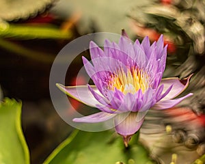 Dully colored water rose with red fish.closeup.Ocotber