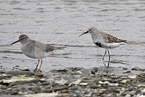 Dulnin and gray-tailed tattler standing on the shallow bank of t