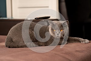 Dult British shorthair cat lies isolated on a white background