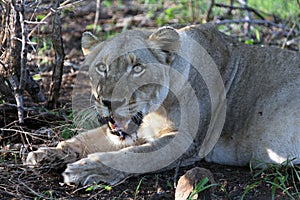 Ðdult lioness in Kruger Park, South Africa,