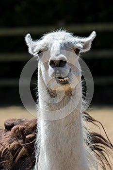 Dumb animal. Cute crazy llama pulling face. Funny meme image. photo