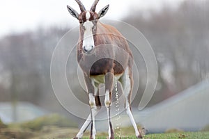 Dumb animal. Funny meme image of antelope peeing. Soft selective focus photo