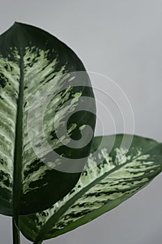 Detail of two Dumb Cane leafs photo