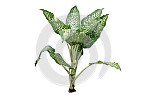 Dumb Cane Dieffenbachia green tropical foliage plant