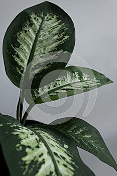 Dumb Cane Leafs photo