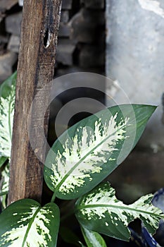 Dumb Cane Plant or Dieffenbachia Exotica