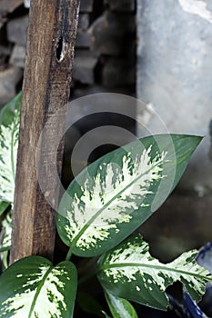 Dumb Cane Plant or Dieffenbachia Exotica photo