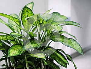 Dumb cane plant in the office building