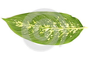 Dumbcane leaf isolate on white background