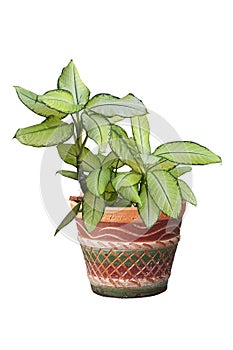 Dumbcane plant or Dieffenbachia maculata Tropic Marianne in pot isolated on white background.