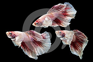 Dumbo fighting fish in any action on isolate background / beta fish