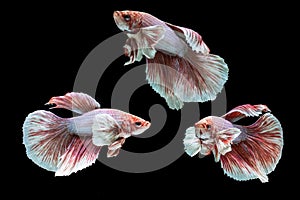 Dumbo fighting fish in any action on isolate background / beta fish