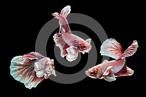 Dumbo fighting fish in any action on isolate background / beta fish