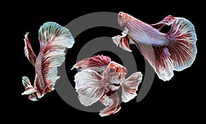 Dumbo fighting fish in any action on isolate background / beta fish