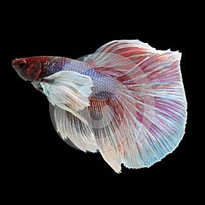 Dumbo Halfmoon Betta