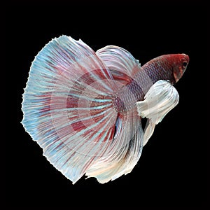 Dumbo Halfmoon Betta