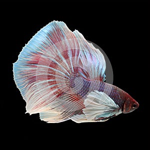 Dumbo Halfmoon Betta