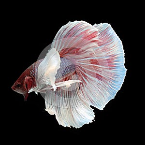 Dumbo Halfmoon Betta