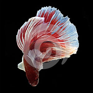 Dumbo Halfmoon Betta