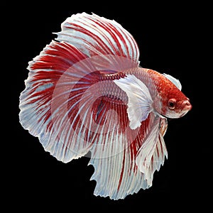 Dumbo Halfmoon Betta