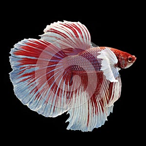 Dumbo Halfmoon Betta