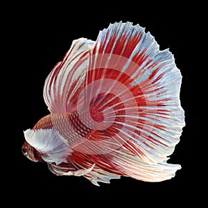 Dumbo Halfmoon Betta