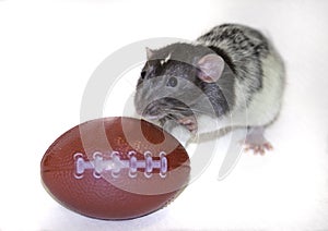 Dumbo Rat playing with a football