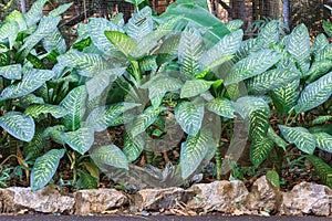 Dumbplant with beautiful white sparkle leaf