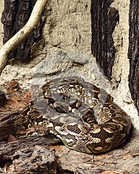 Dumeril's boa