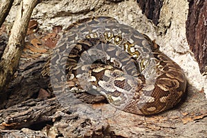 Dumeril's boa