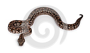 Dumeril`s boa snake on white background