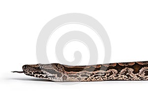 Dumeril`s boa snake on white background