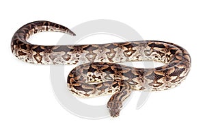 Dumeril's Boa Snake on White