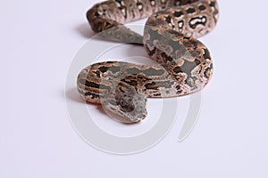 Dumeril`s Boa