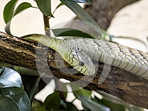 Dumeril`s Ground Boa, Acrantophis dumerili, is a large boa snake, living in Madagascar